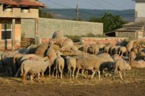 Вече година бруцелозата мори добитъка в тополовградското село Мрамор