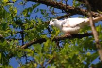 Сладкопойна птица посреща за добро утро жителите на Славяново