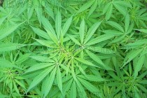 Полицаи „прибраха“ 31 саксии с марихуана
