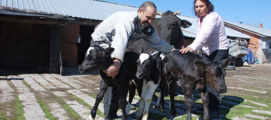 Крава роди три теленца в Симеоновград