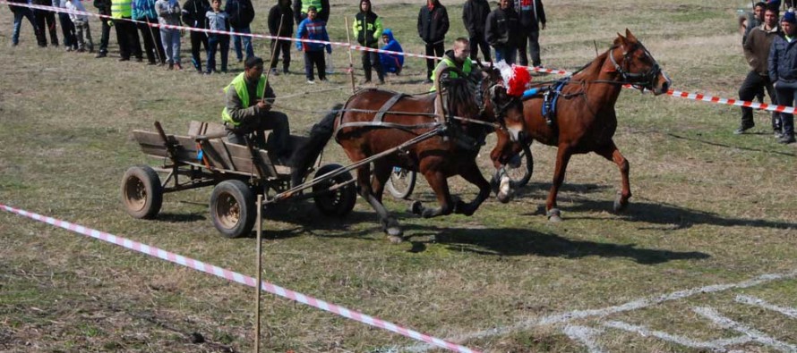 Най-издръжливите на бой коне станаха първи на състезание в Харманли