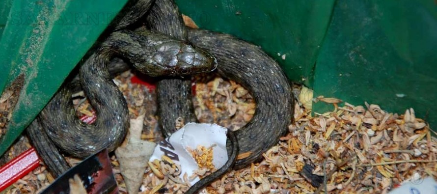 Намериха змия в кош за боклук
