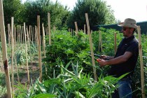 Образцова градина с канабис откриха харманлийски полицаи