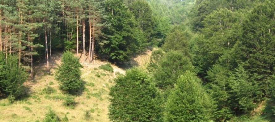 Над 1000 декара нови гори ще залесява  Държавното горско стопанство