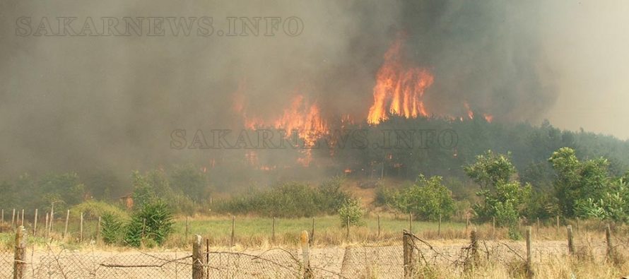 Огромен пожар глътна 500 дка борова гора