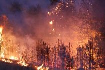 Заради пожар е обявено бедствено положение в селата Българска поляна и Орлов дол