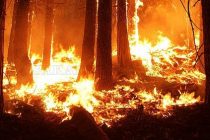 Три пожара за три дни край село  Българска поляна