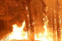 Заподозряха психично болен мъж за пожар в Хасковско