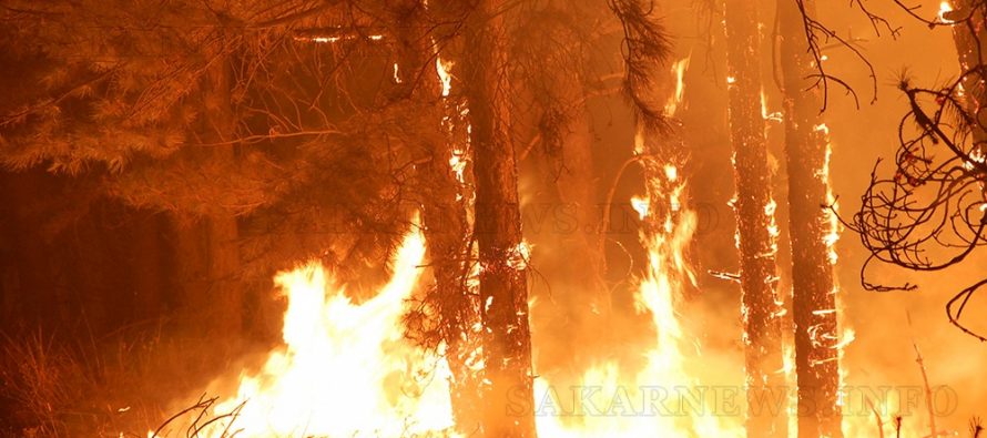 Пожарите погълнаха и  50-годишни борове