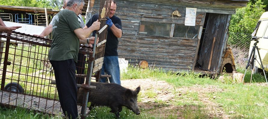 Ловджии пуснаха на свобода диви прасета