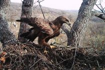 Природозащитници се сдобиха с уникални снимки на малък креслив орел