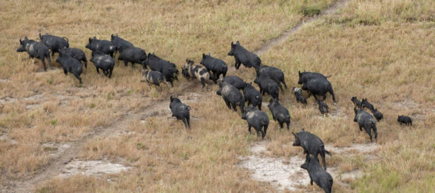 Ден след като бе разрешен, груповият лов  на дива свиня е забранен