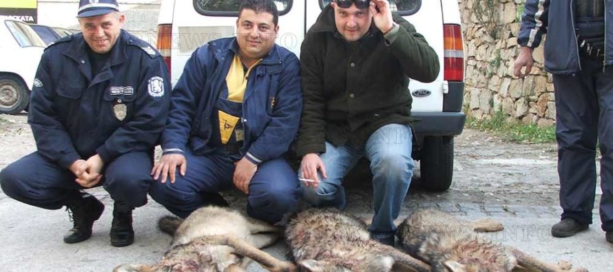 Из ловните полета на Сакар и  Родопи бродят 18 вълка по-малко