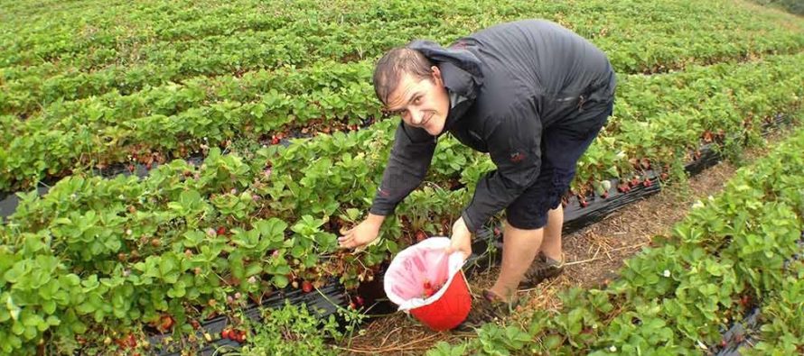 Има 800 свободни работни места за бране на ягоди в Испания