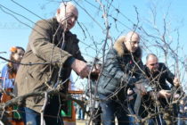 Няколко поколения отпразнуваха Трифоновден във винарна „Терра Тангра“