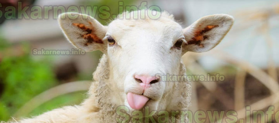 Ще се състои информационен семинар за овцевъди и козевъди