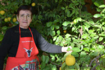 Лимони – гиганти отглежда  леля Стойна в с. Оряхово