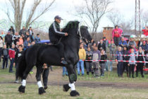 Фризийски кон бе атракцията на кушията в Бисер