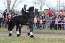 Фризийският кон Цимент спечели първа награда на кушията в село Бисер