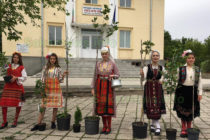 Самодейци облагородиха своето село с дръвчета