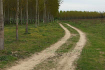 Край Симеоновград ще ремонтират горски пътища за близо 3 млн. лв.