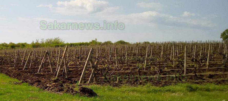 Започна беритбата на гроздето в лозовите масиви около Тополовград и Орешник