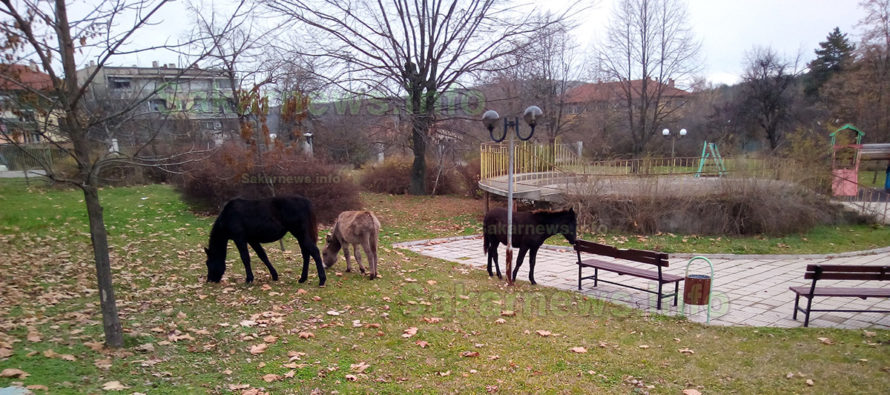 След кучетата, магарета и коне станаха посетители на Градския парк
