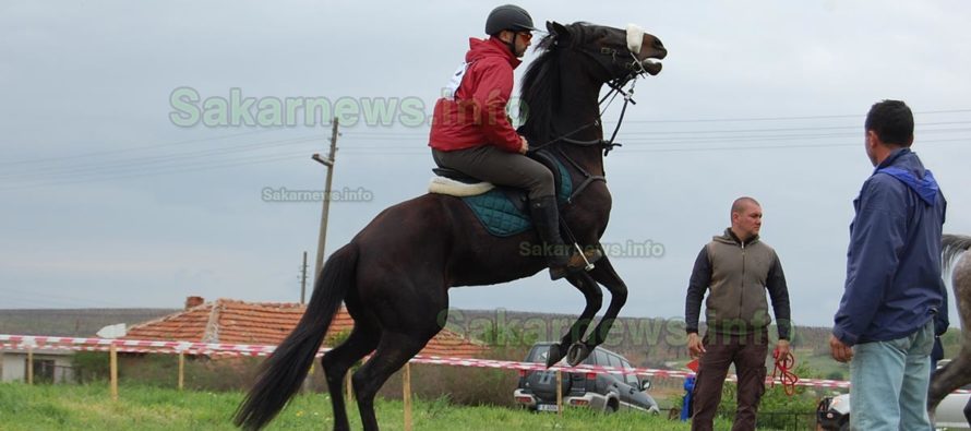 Елитни коне мерят издръжливост край село Коларово