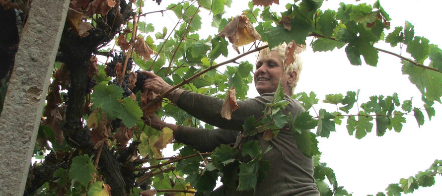 Започна беритбата на гроздето в Сакарския край