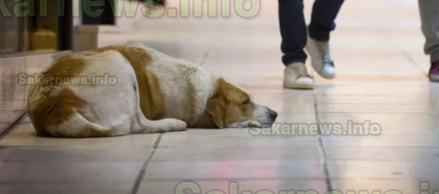 Върнатите бездомни кучета да се реваксинират срещу бяс