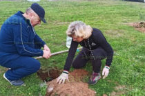 „Възрожденци“и харманлийци засадиха 100 кедъра в на Трифончето