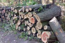 Цената на дървата в Тополовградско не е променена