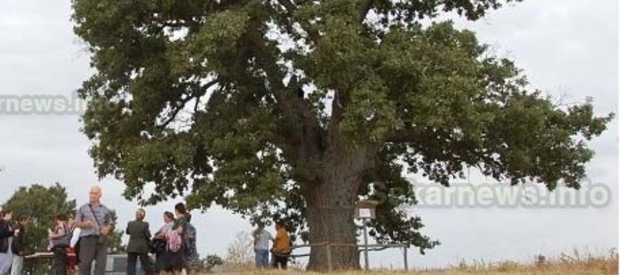 Гласуването за Дядо-Кольовото дърво е до края на месеца