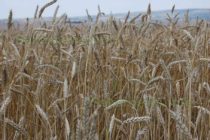 Руснаците крадат от Украйна пшеница и я изнасят