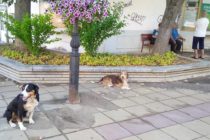 Безпризорни кучета се разхождат из центъра на Тополовград