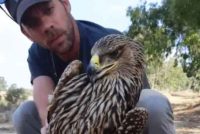 Млад царски орел загина по време на миграция