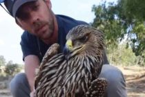 Млад царски орел загина по време на миграция