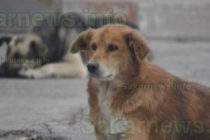 В Стамболовско преброиха 12 бездомни кучета