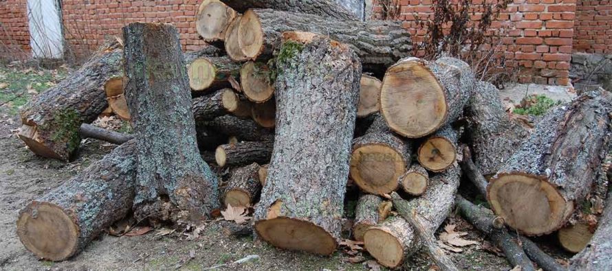 Откриха кубик незаконни дърва у симеоновградчанка