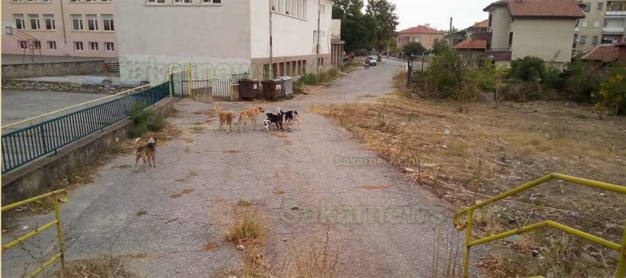 Кучешки глутници в центъра на града