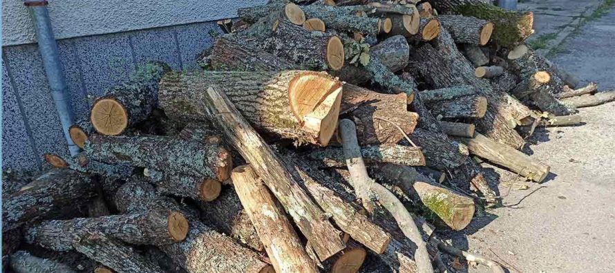 В Тополовградско започва кампанията за снабдяване с дърва за огрев
